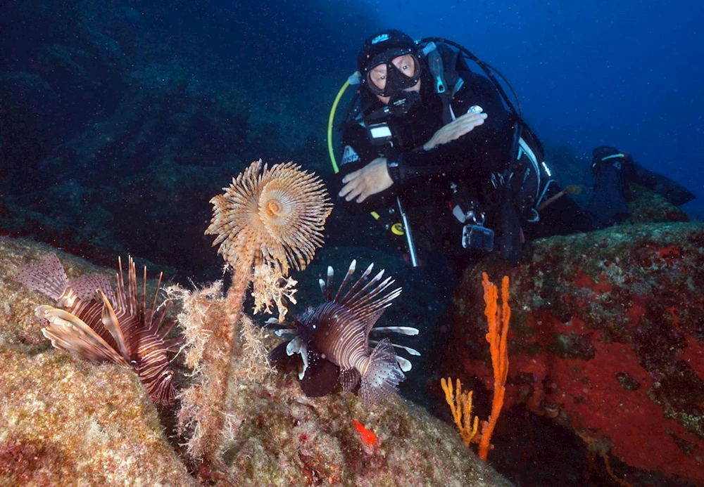 Muğla haberleri: Bodrum